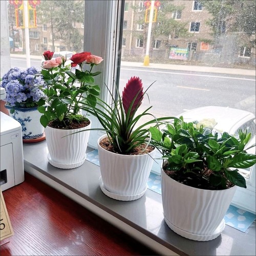 Plant pots flower - plant,