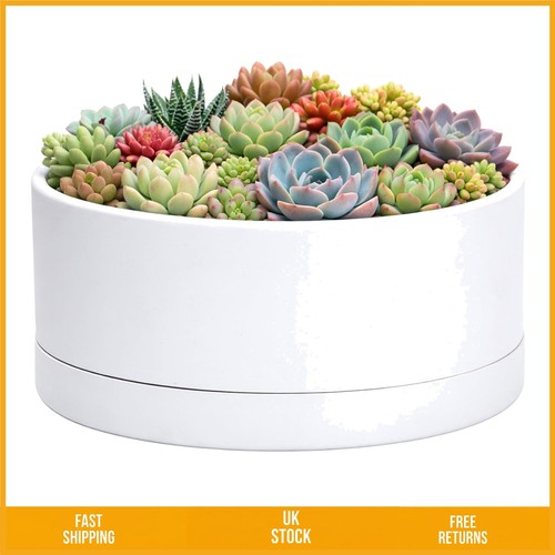 Modern round succulent plastic - round,