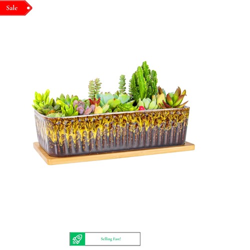 Succulent plant pot 5cm - succulent,