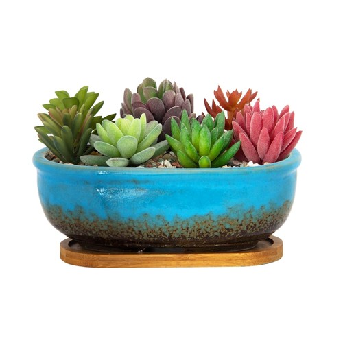 Blue ceramic succulent plant - succulent,