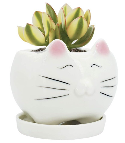 Cute cat succulent - cute,