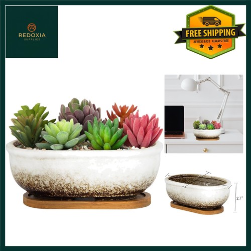 Elegant ceramic succulent - elegant,