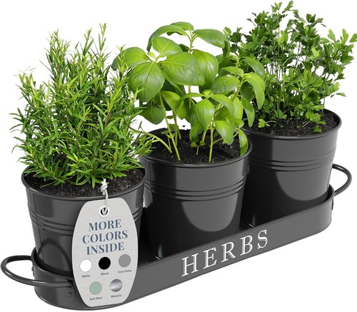 Indoor herb garden - herb,