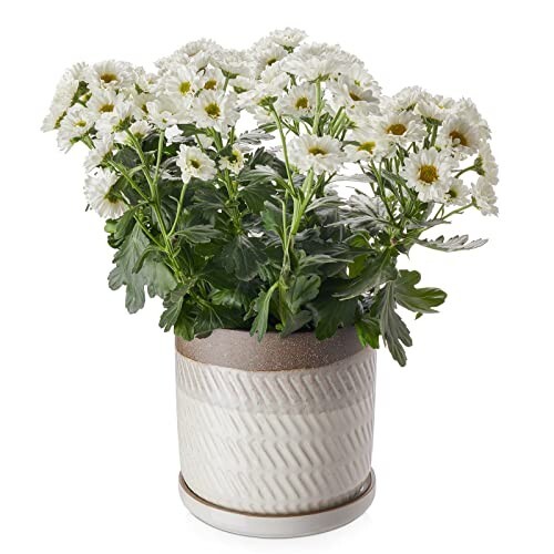 Plant pot with drainage hole - drainage, &