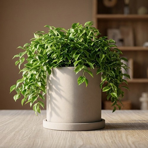 Cylindrical concrete planter - concrete,