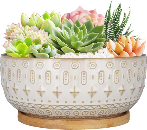 5cm ceramic succulent - 20.5cm,